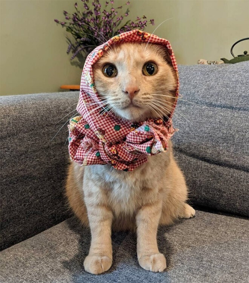22 gatos lindos en pañuelos de cabeza