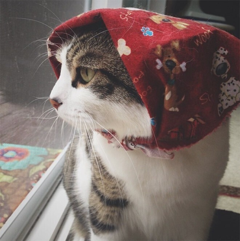22 gatos lindos en pañuelos de cabeza