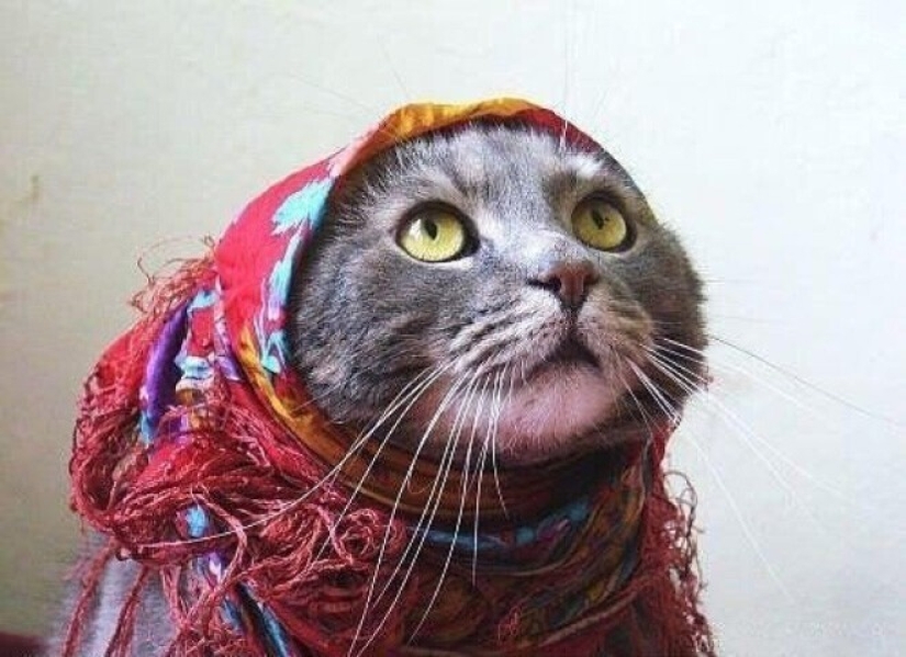 22 gatos lindos en pañuelos de cabeza