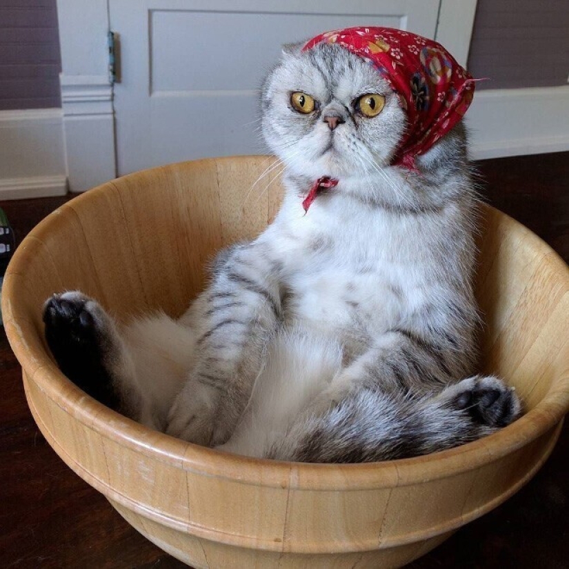 22 gatos lindos en pañuelos de cabeza