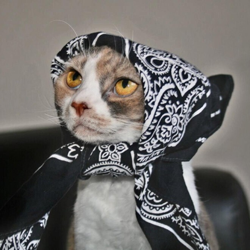 22 gatos lindos en pañuelos de cabeza