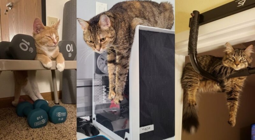 22 gatos que, como nadie más, saben cómo encontrar un lugar acogedor