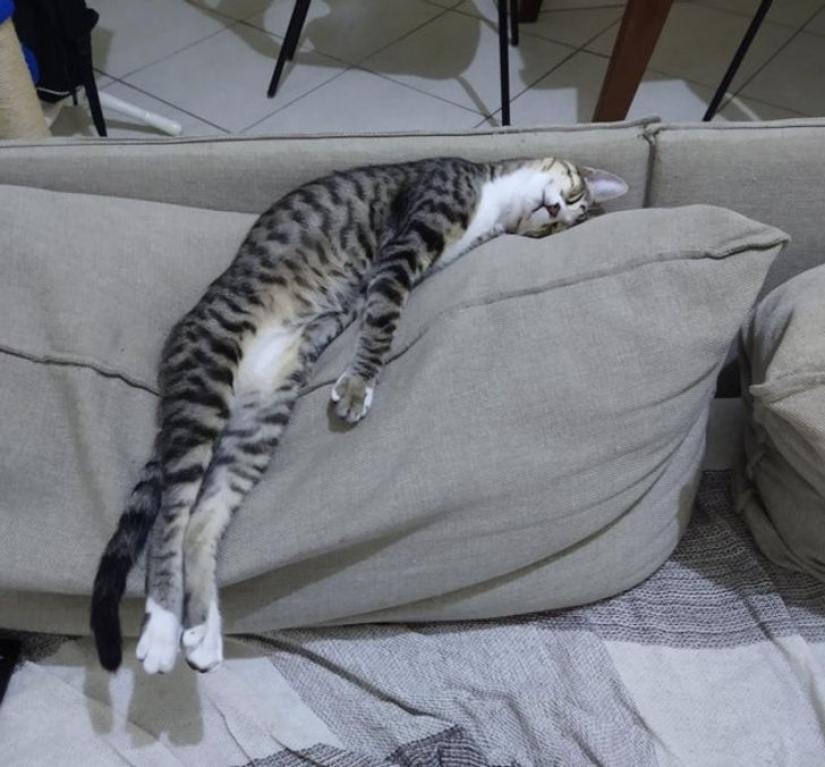 22 gatos que, como nadie más, saben cómo encontrar un lugar acogedor