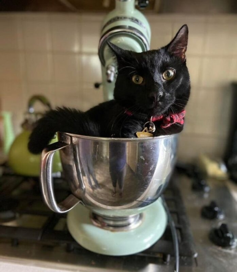 22 gatos que, como nadie más, saben cómo encontrar un lugar acogedor