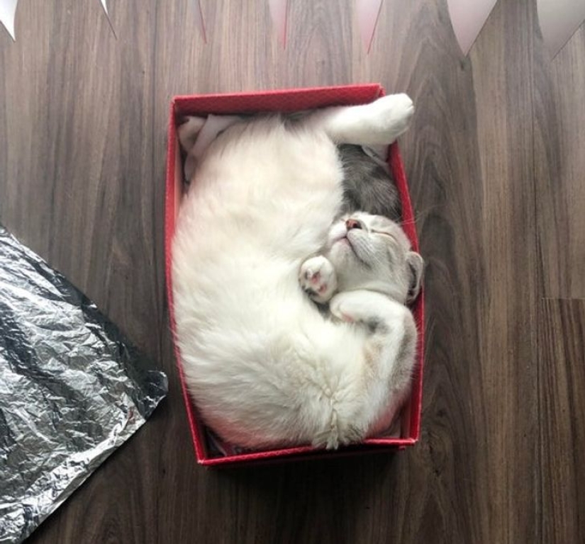 22 gatos que, como nadie más, saben cómo encontrar un lugar acogedor