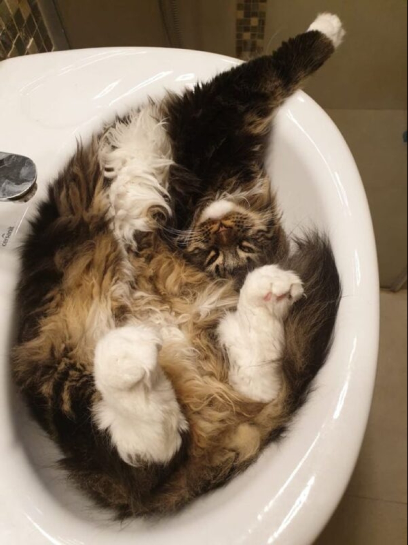 22 gatos que, como nadie más, saben cómo encontrar un lugar acogedor