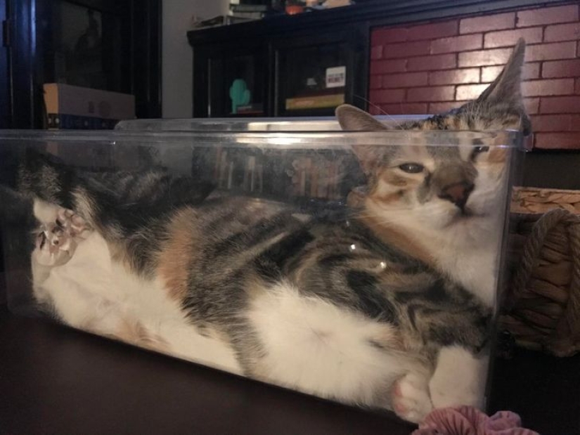 22 gatos que, como nadie más, saben cómo encontrar un lugar acogedor