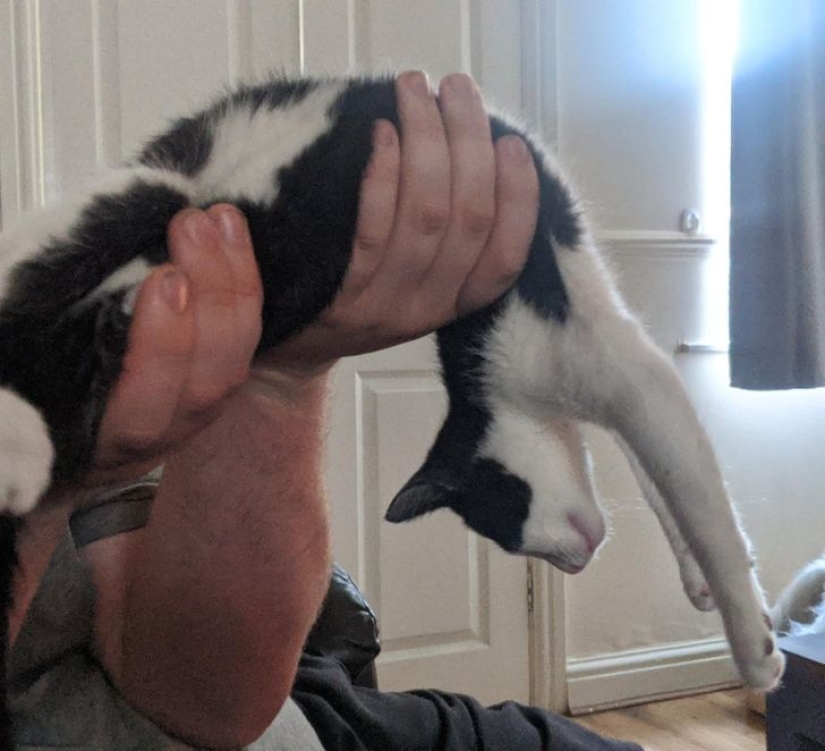 22 gatos que, como nadie más, saben cómo encontrar un lugar acogedor