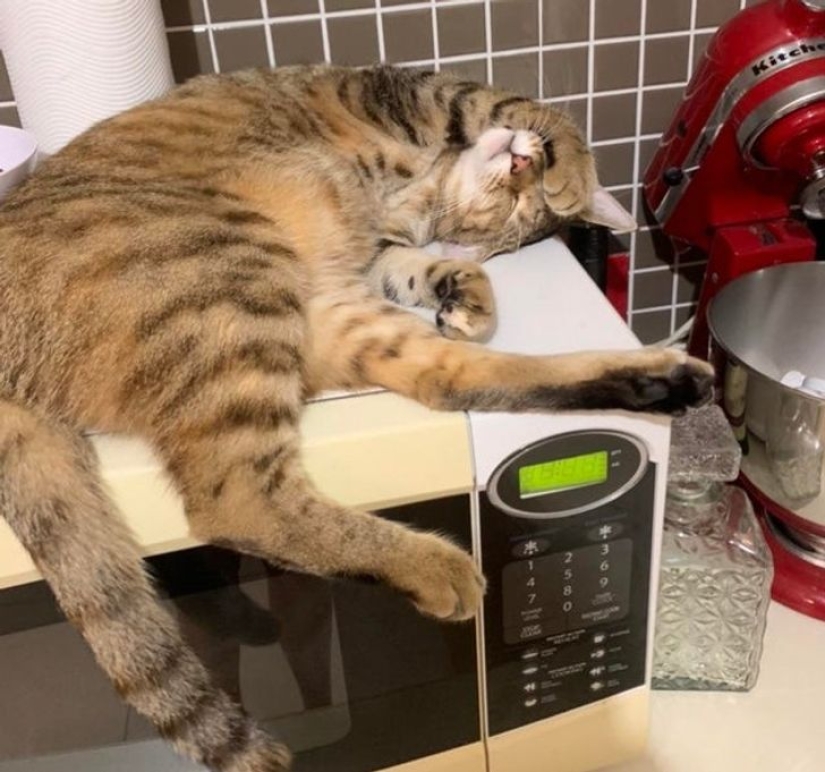 22 gatos que, como nadie más, saben cómo encontrar un lugar acogedor
