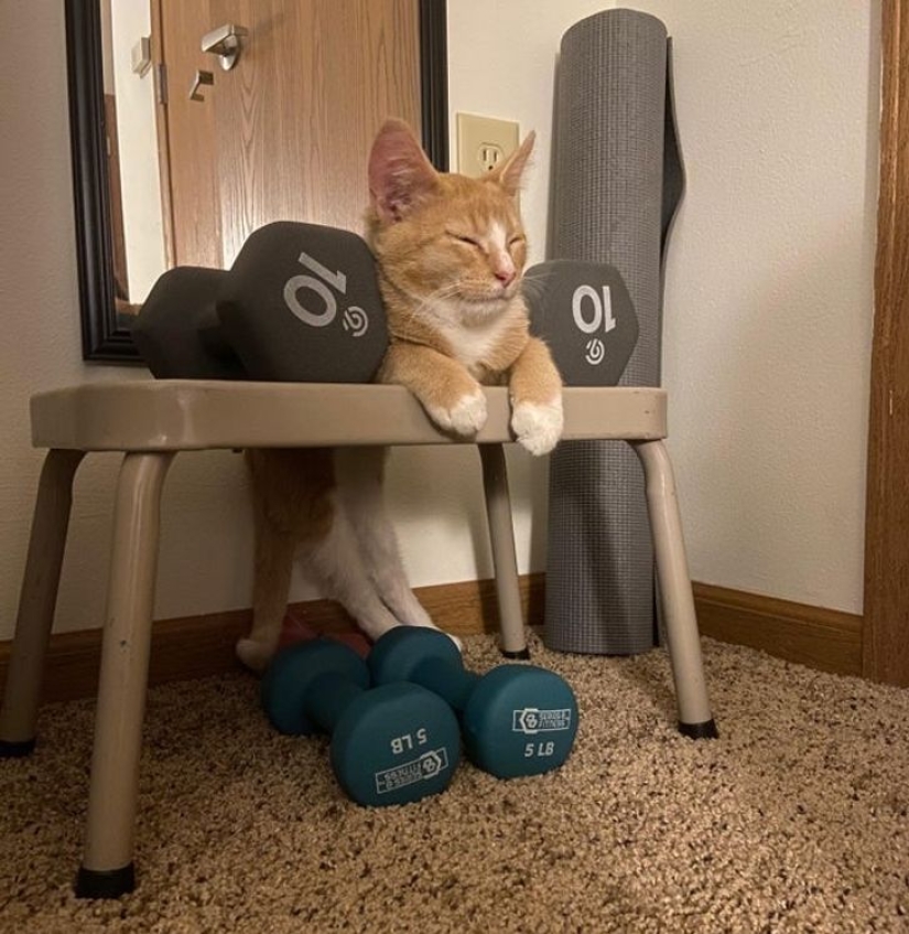 22 gatos que, como nadie más, saben cómo encontrar un lugar acogedor