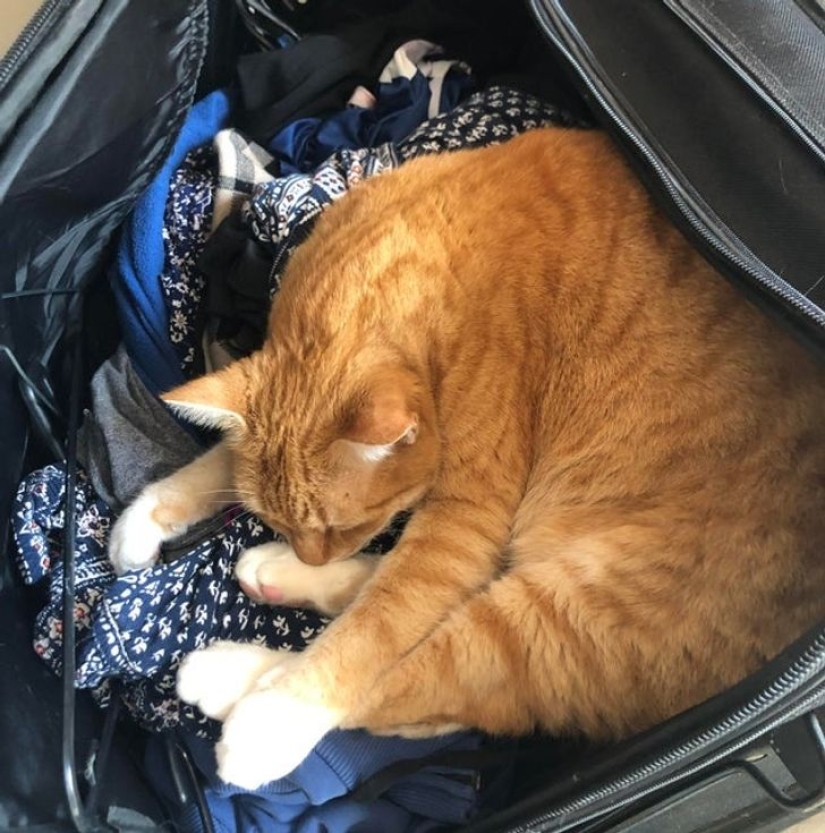 22 gatos que, como nadie más, saben cómo encontrar un lugar acogedor
