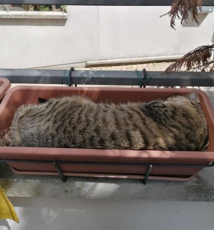 22 gatos que, como nadie más, saben cómo encontrar un lugar acogedor