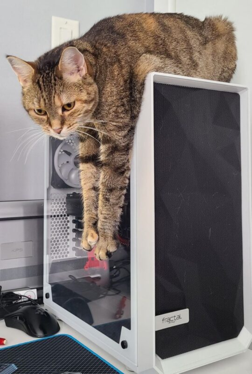 22 gatos que, como nadie más, saben cómo encontrar un lugar acogedor