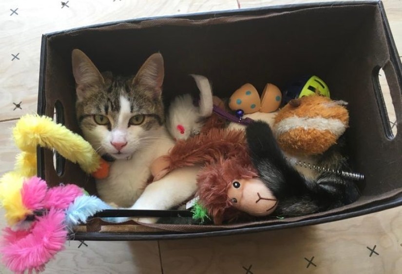 22 gatos que, como nadie más, saben cómo encontrar un lugar acogedor