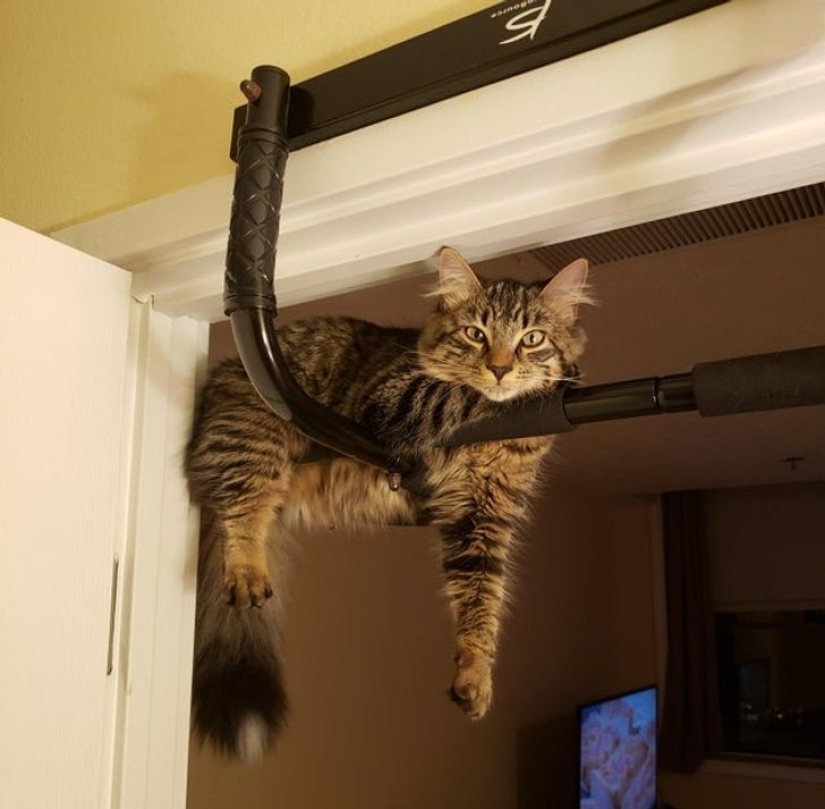 22 gatos que, como nadie más, saben cómo encontrar un lugar acogedor