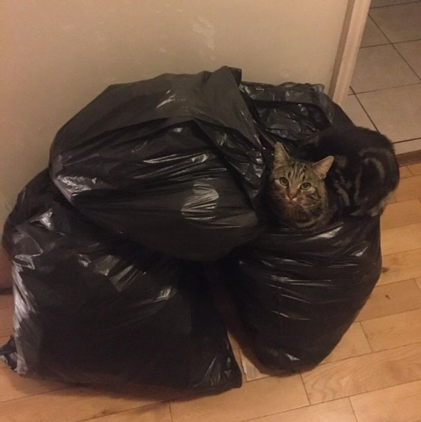 22 gatos que, como nadie más, saben cómo encontrar un lugar acogedor