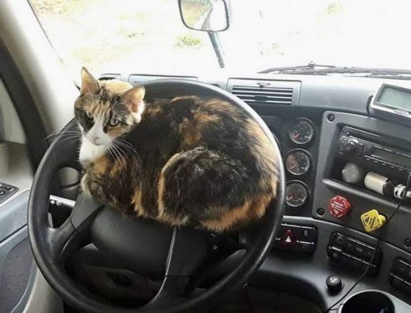 22 gatos que, como nadie más, saben cómo encontrar un lugar acogedor