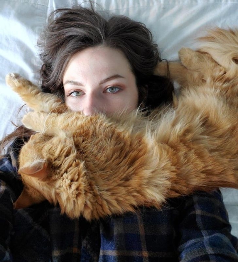 22 gatos que, como nadie más, saben cómo encontrar un lugar acogedor