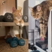 22 gatos que, como nadie más, saben cómo encontrar un lugar acogedor 22 gatos que, como nadie más, saben cómo encontrar un lugar acogedor