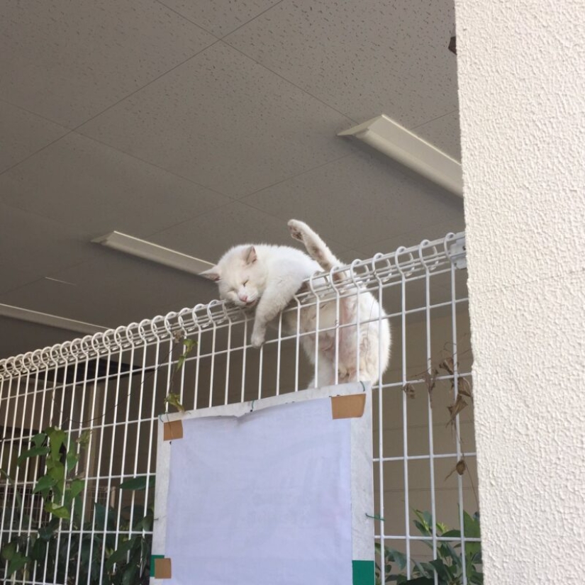 22 gatos que, como nadie más, saben cómo encontrar un lugar acogedor