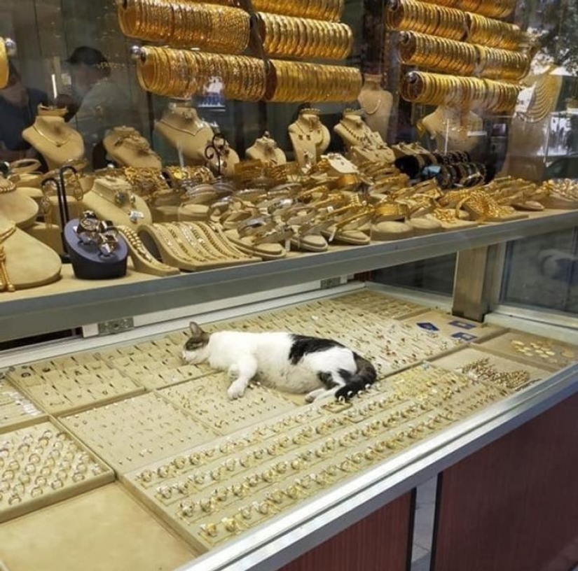 22 gatos que, como nadie más, saben cómo encontrar un lugar acogedor