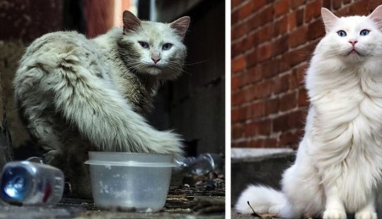 22 grateful pets who found happiness in a new family