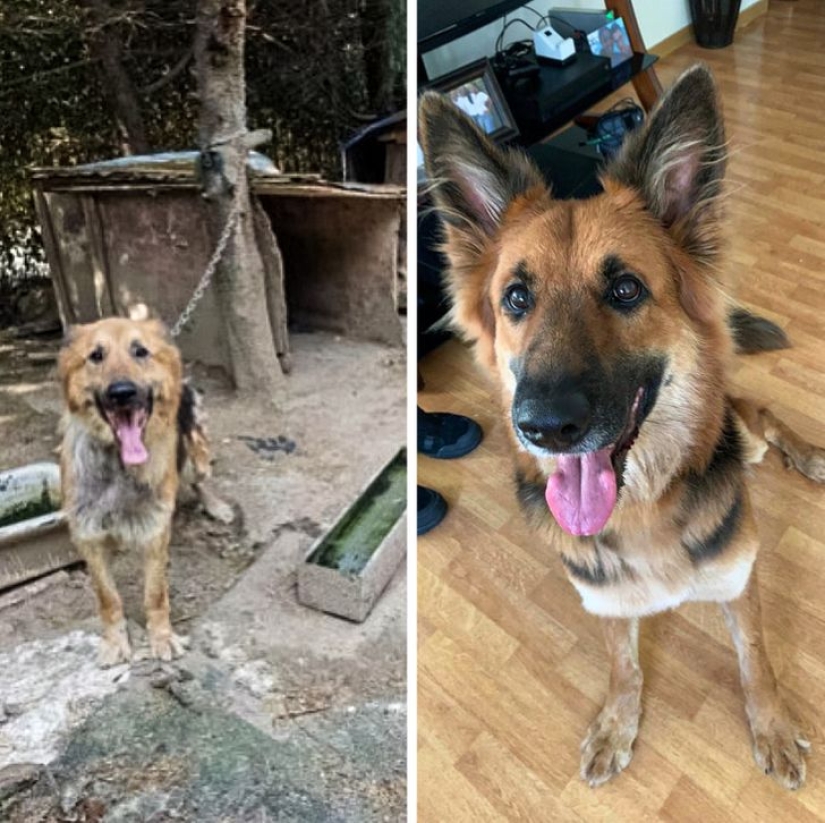 22 grateful pets who found happiness in a new family