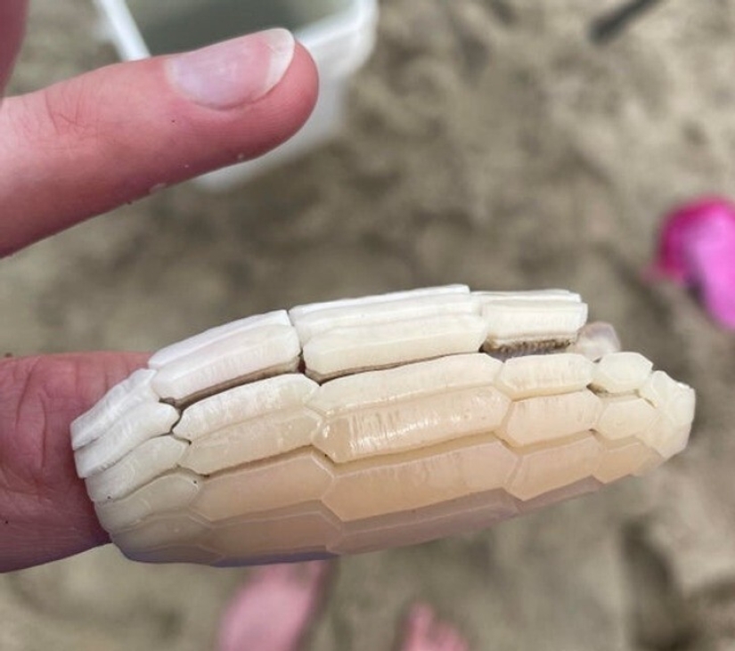 22 hallazgos increíbles que la gente no pudo evitar compartir en línea 22 hallazgos increíbles que la gente no pudo evitar compartir en línea