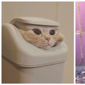 22 hilarious photos of cats that behave well sooo strange 22 hilarious photos of cats that behave well sooo strange