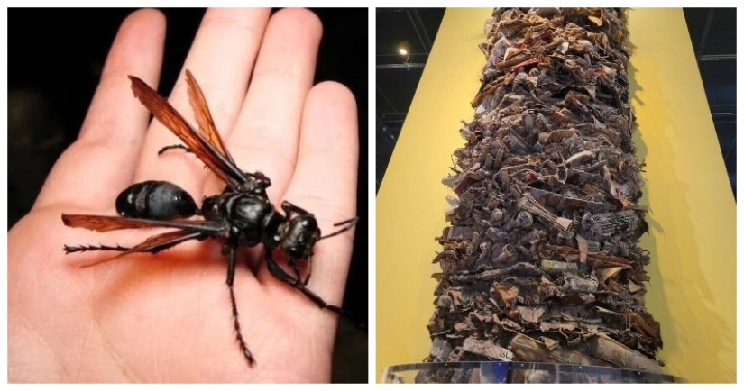 22 impresionantes fotos de cosas y fenómenos que demuestran lo increíble que es nuestro mundo 22 impresionantes fotos de cosas y fenómenos que demuestran lo increíble que es nuestro mundo