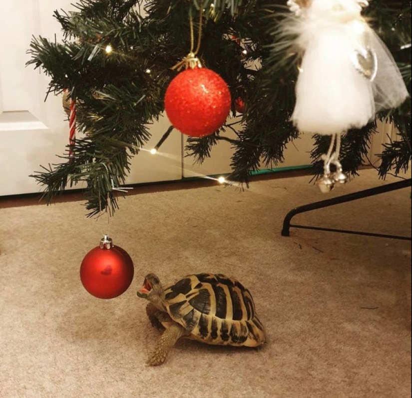 22 inedible items that somehow cause an appetite 22 inedible items that somehow cause an appetite