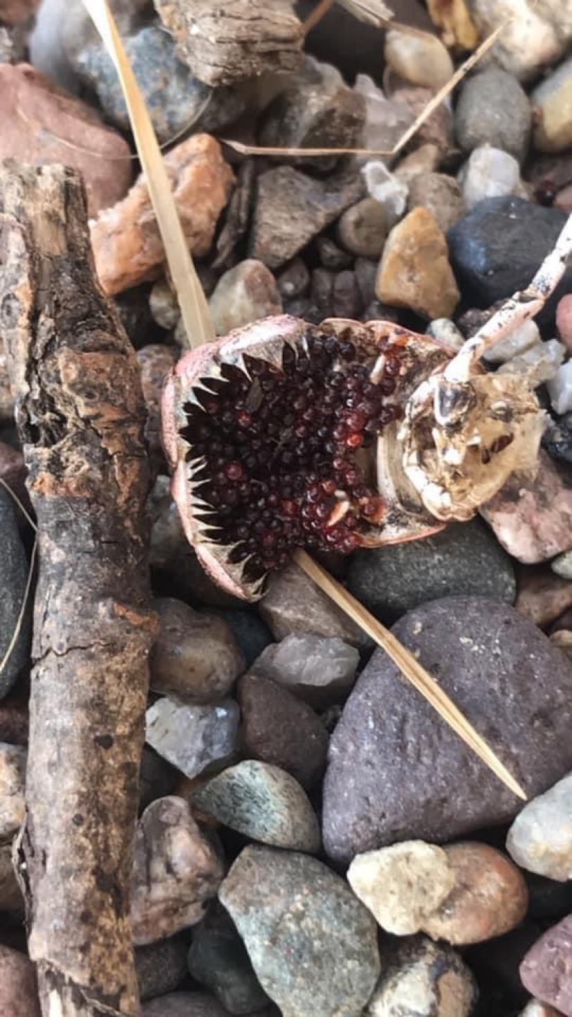 22 inedible items that somehow cause an appetite 22 inedible items that somehow cause an appetite