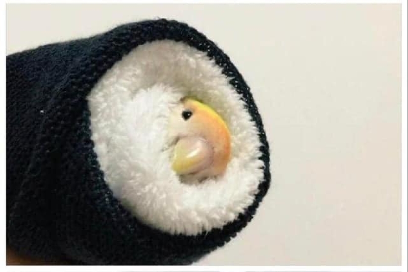 22 inedible items that somehow cause an appetite 22 inedible items that somehow cause an appetite