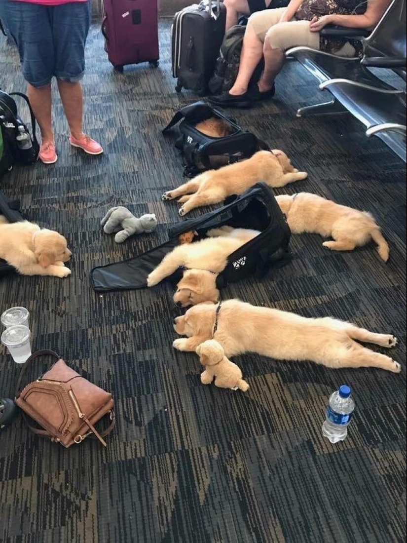 22 momentos extraños que no esperas ver en el aeropuerto 22 momentos extraños que no esperas ver en el aeropuerto