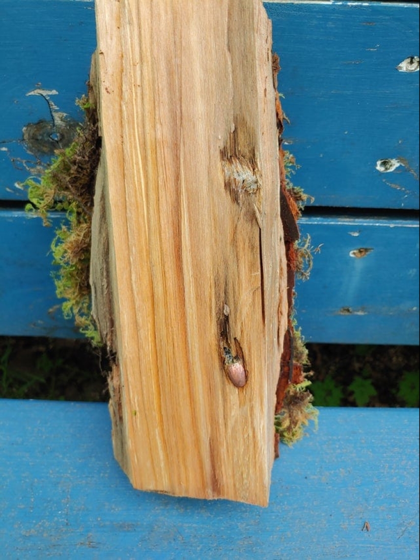 22 objetos extraños encontrados donde simplemente no podían ser 22 objetos extraños encontrados donde simplemente no podían ser