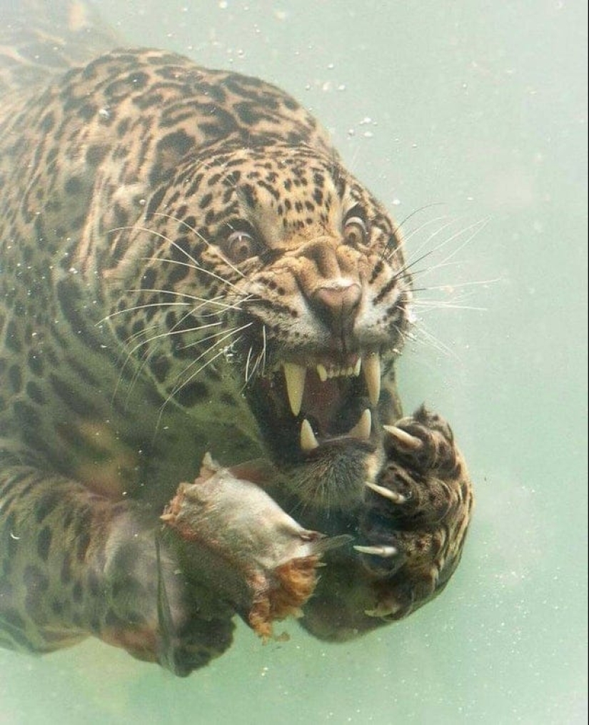 22 photos of very strange and even frightening things that actually exist