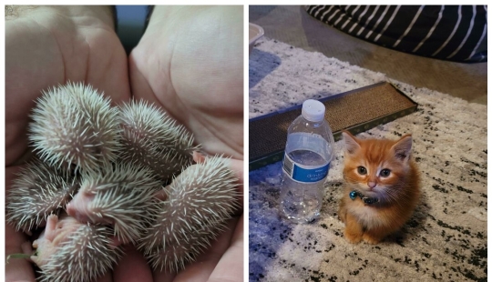 22 photos, once again proving that everything is known in comparison 22 photos, once again proving that everything is known in comparison