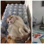 22 photos proving that cats can fit anywhere 22 photos proving that cats can fit anywhere