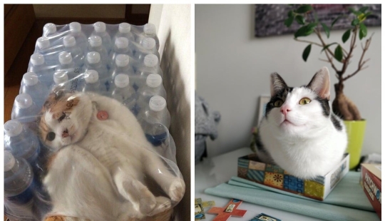 22 photos proving that cats can fit anywhere 22 photos proving that cats can fit anywhere