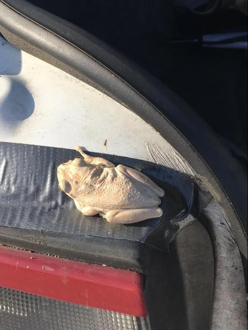 22 photos that you will have to look at twice to understand what is happening
