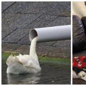 22 photos that you will have to look at twice to understand what is happening 22 photos that you will have to look at twice to understand what is happening