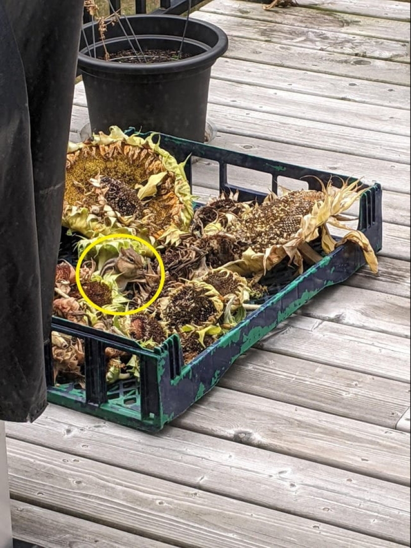 22 photos where animals hid, but you won't find them