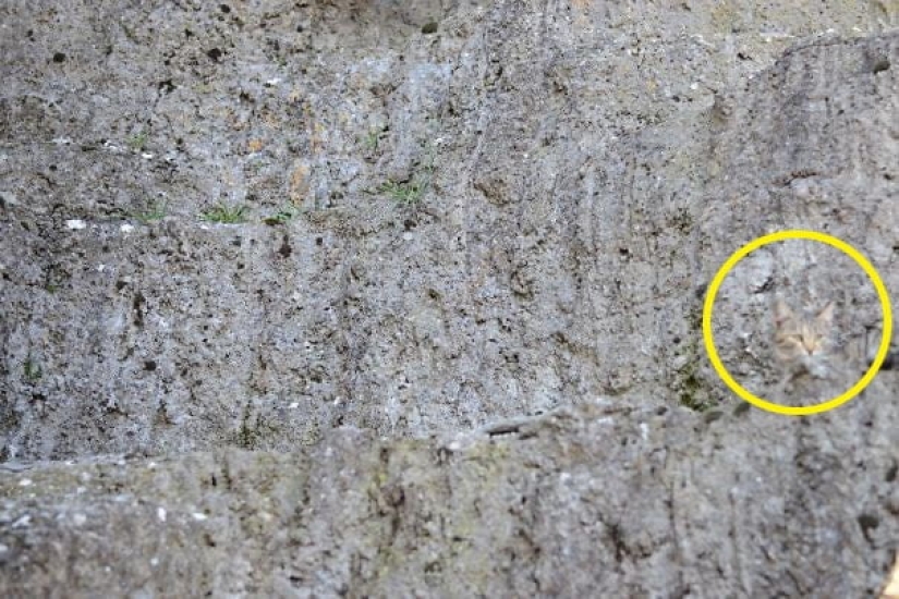 22 photos where animals hid, but you won't find them