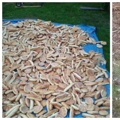 22 photos where animals hid, but you won't find them