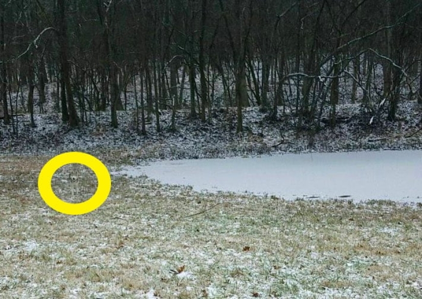 22 photos where animals hid, but you won't find them