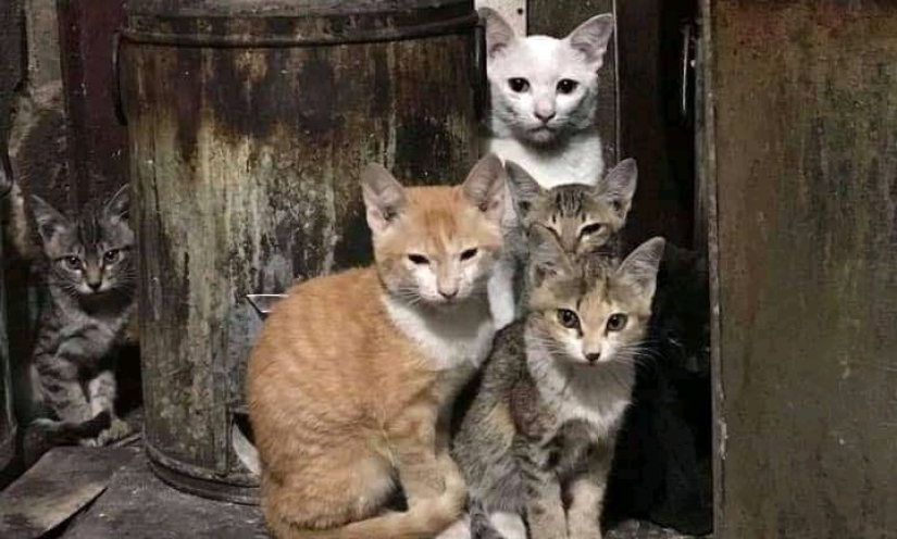 22 photos where animals hid, but you won't find them