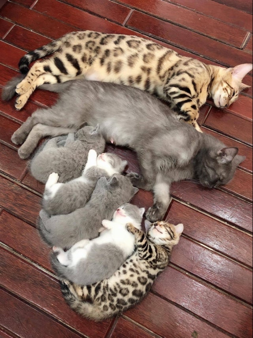 22 photos where the level of mimicry is off the scale