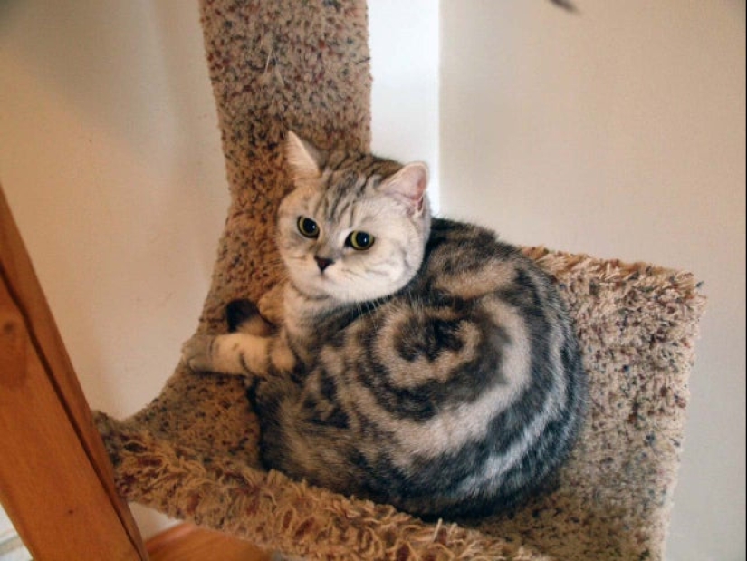 22 photos where the level of mimicry is off the scale