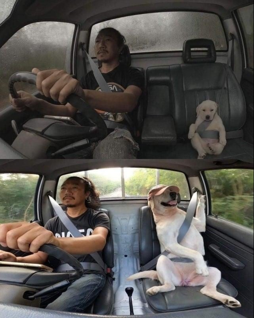 22 photos where the level of mimicry is off the scale
