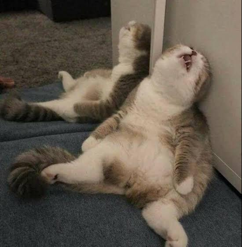 22 photos where the level of mimicry is off the scale